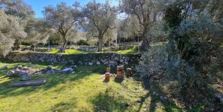 Два участка с маслиновыми деревьями в окрестностях г. Бар