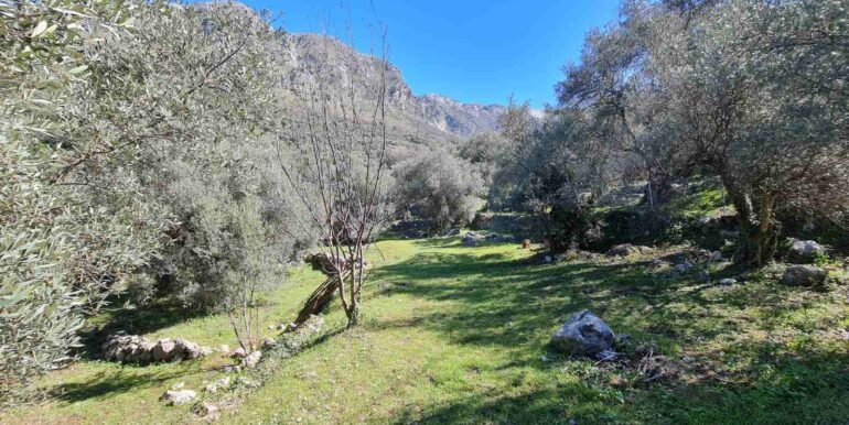 Два участка с маслиновыми деревьями в окрестностях г. Бар
